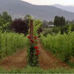 Agritourismus Vigne Di Pace By Interhome *